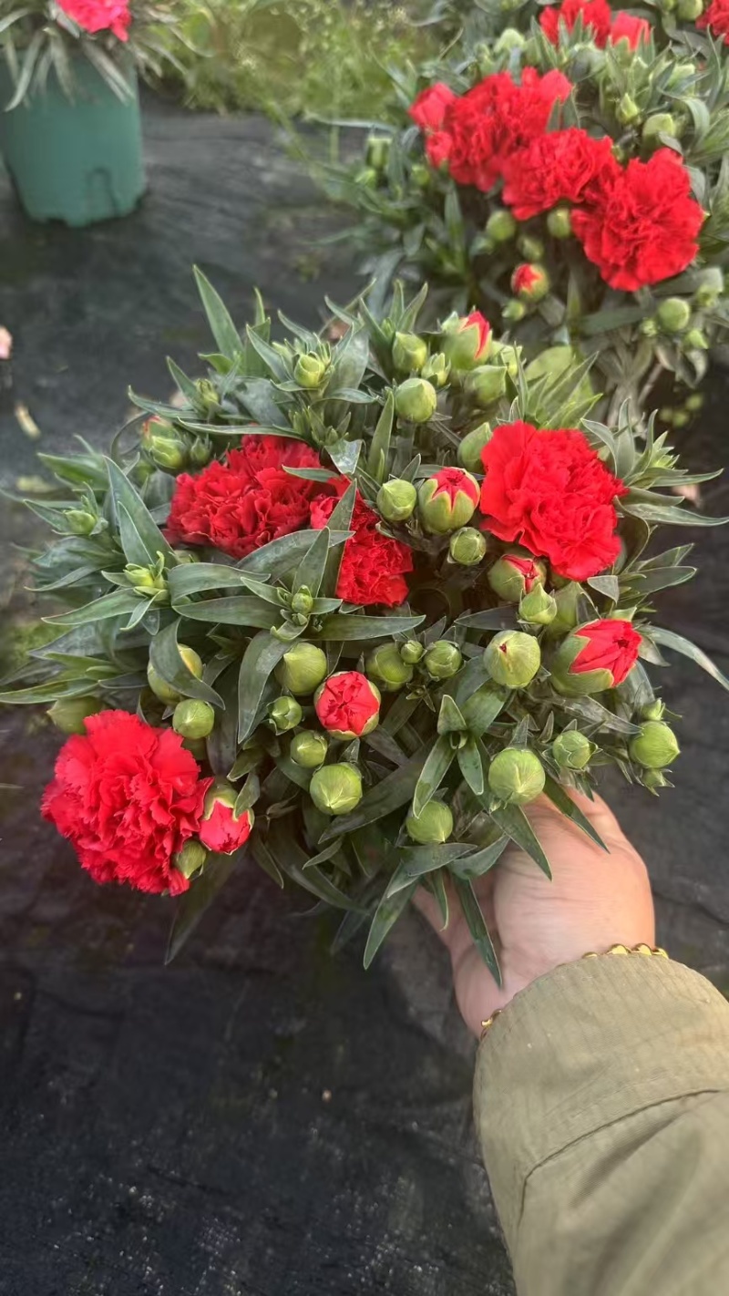 康乃馨盆栽带花苞四季花卉室内花阳台石竹观花植物好易养活