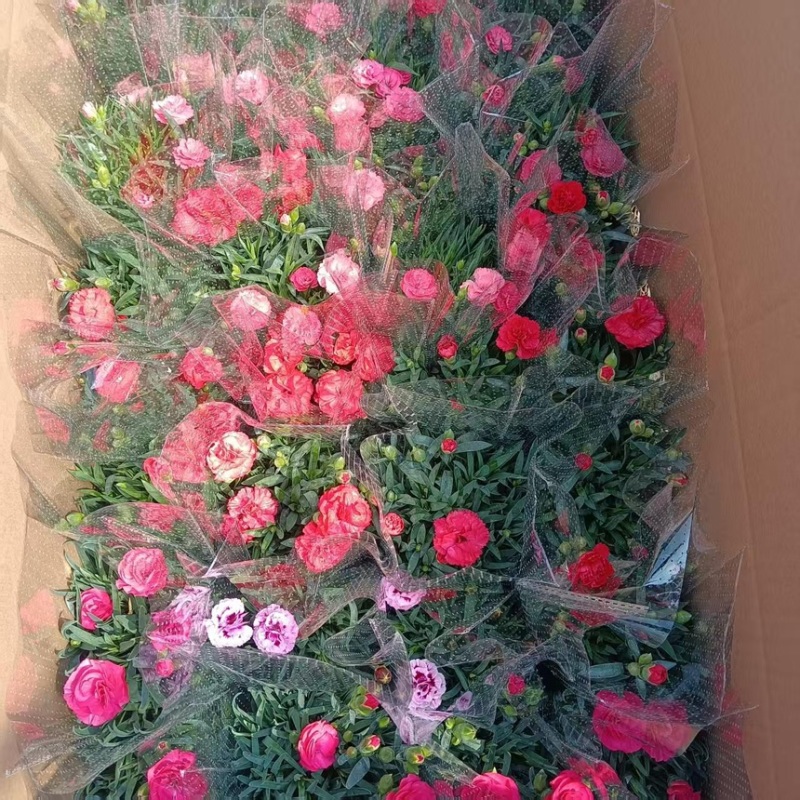 康乃馨盆栽带花苞四季花卉室内花阳台石竹观花植物好易养活