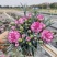 康乃馨盆栽带花苞四季花卉室内花阳台石竹观花植物好易养活