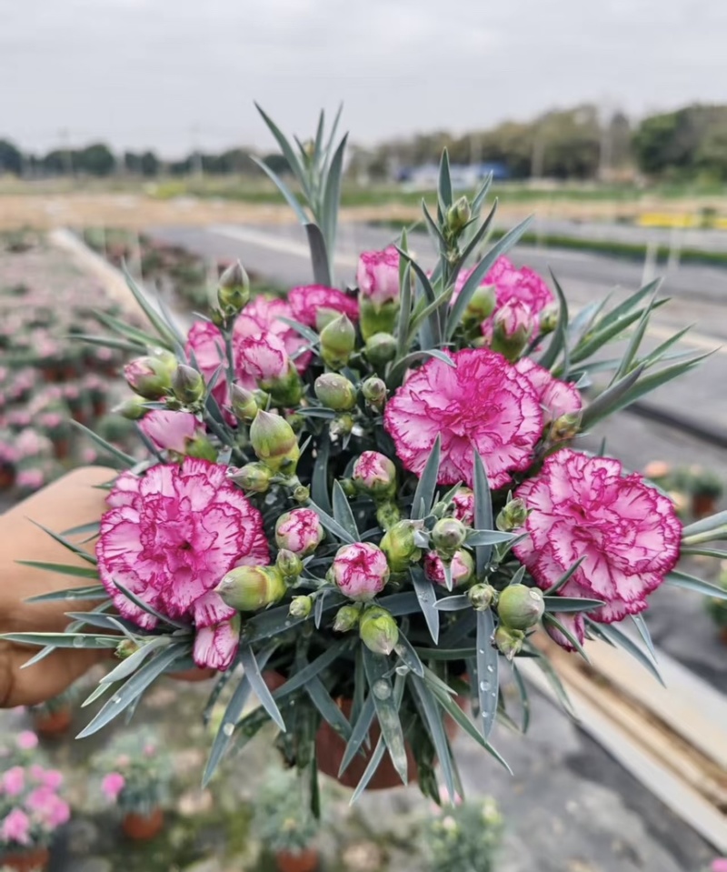 康乃馨盆栽带花苞四季花卉室内花阳台石竹观花植物好易养活