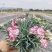 康乃馨盆栽带花苞四季花卉室内花阳台石竹观花植物好易养活