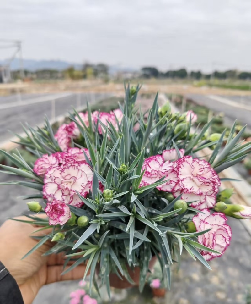 康乃馨盆栽带花苞四季花卉室内花阳台石竹观花植物好易养活