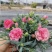 康乃馨盆栽带花苞四季花卉室内花阳台石竹观花植物好易养活