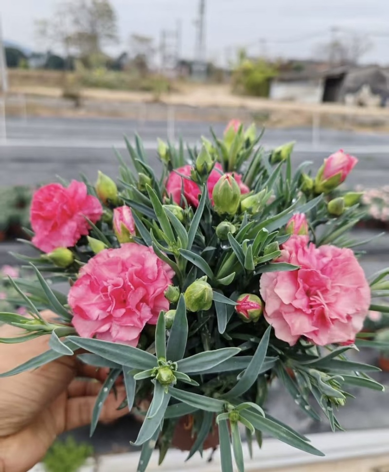 康乃馨盆栽带花苞四季花卉室内花阳台石竹观花植物好易养活