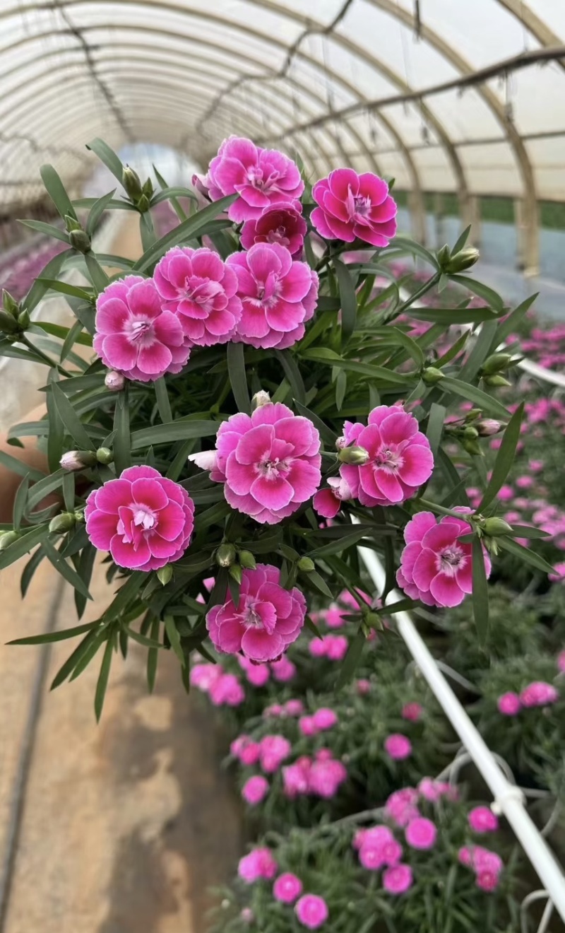 康乃馨盆栽带花苞四季花卉室内花阳台石竹观花植物好易养活