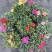 康乃馨盆栽带花苞四季花卉室内花阳台石竹观花植物好易养活