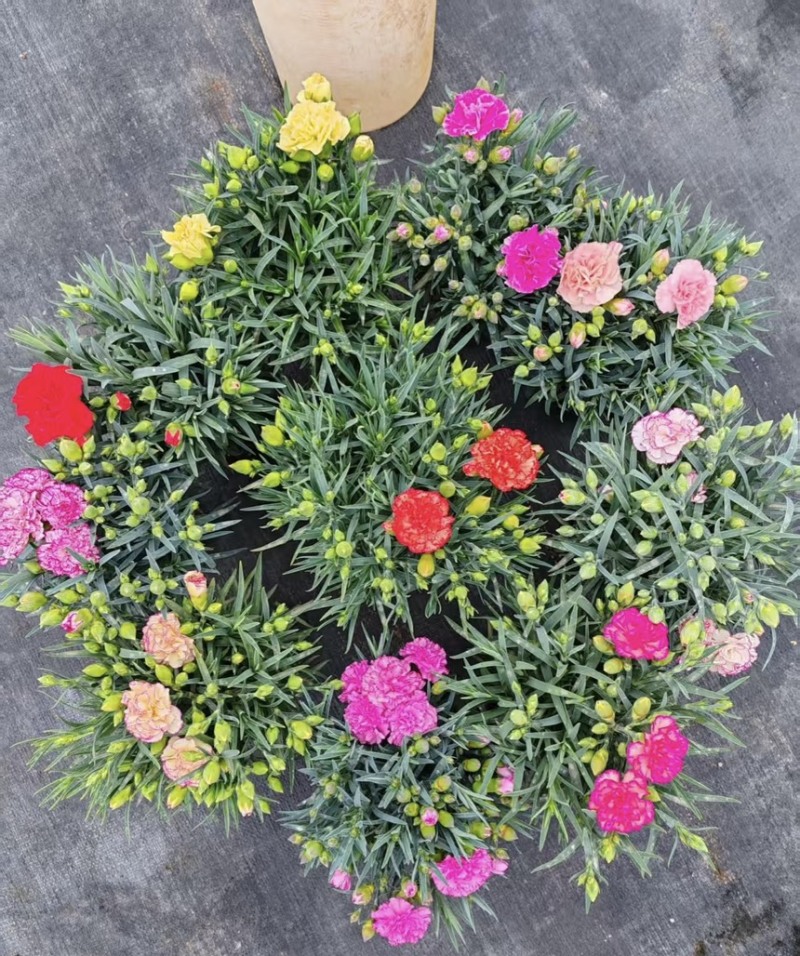 康乃馨盆栽带花苞四季花卉室内花阳台石竹观花植物好易养活