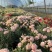 康乃馨盆栽带花苞四季花卉室内花阳台石竹观花植物好易养活