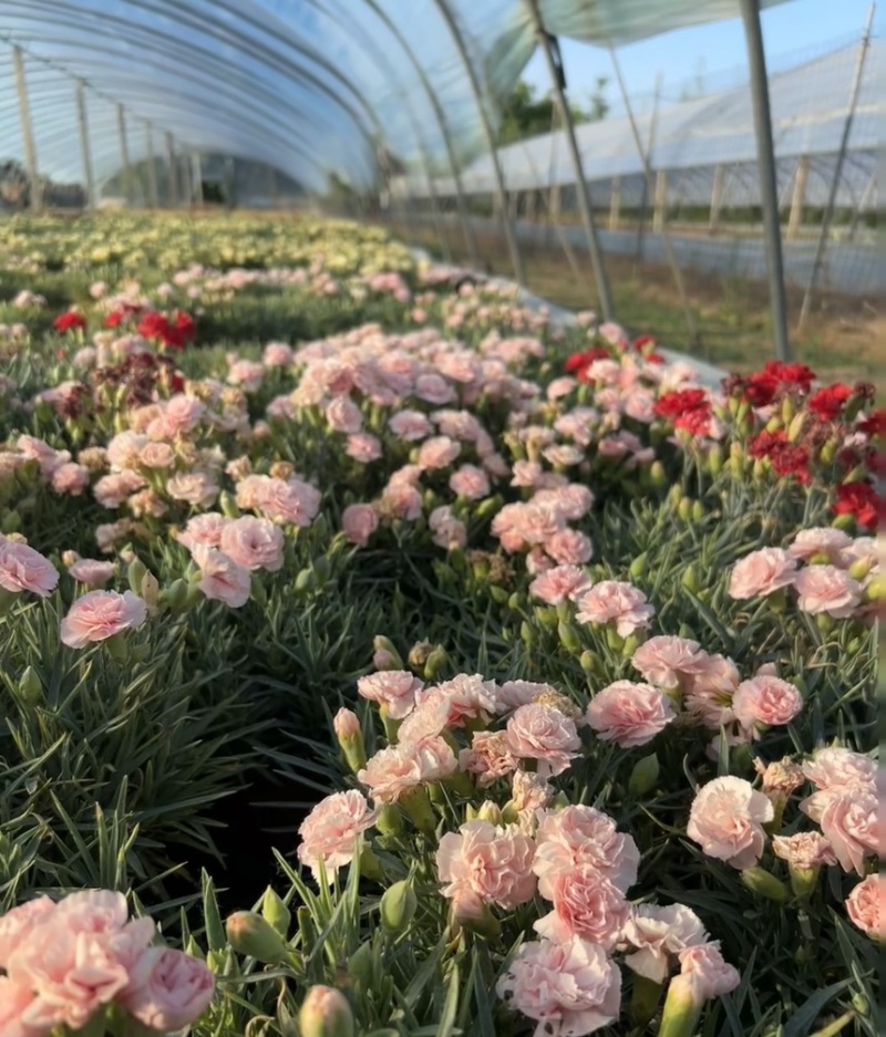 康乃馨盆栽带花苞四季花卉室内花阳台石竹观花植物好易养活