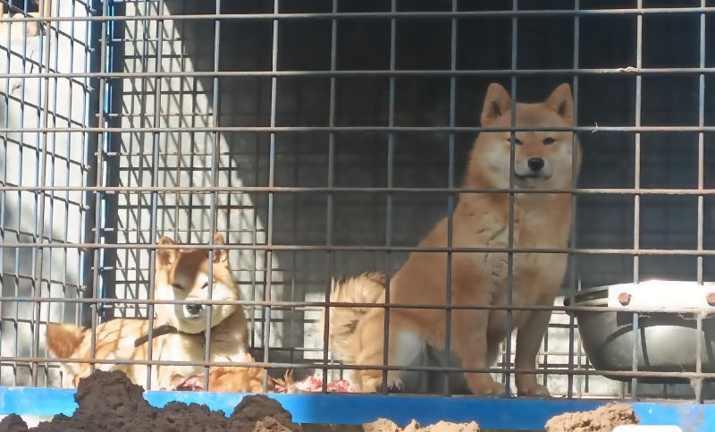柴犬小体豆柴，成年后10多斤，看清楚是小体的，不是大体的