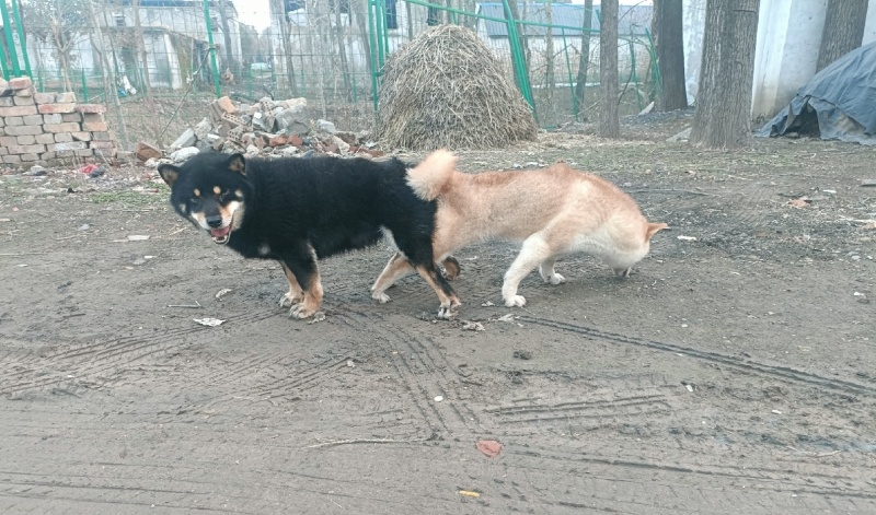 柴犬小体豆柴，成年后10多斤，看清楚是小体的，不是大体的