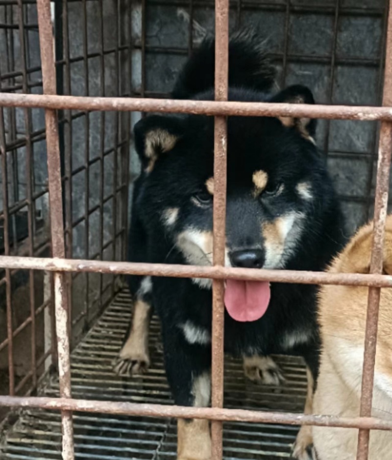 柴犬小体豆柴，成年后10多斤，看清楚是小体的，不是大体的
