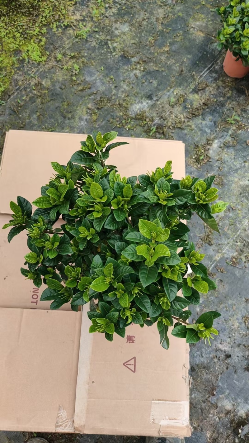 160桅子花，小叶的，产地直发，报价不含运费