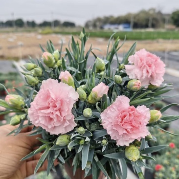 康乃馨盆栽带花苞四季花卉室内花阳台石竹观花植物好易养活