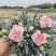 康乃馨盆栽带花苞四季花卉室内花阳台石竹观花植物好易养活