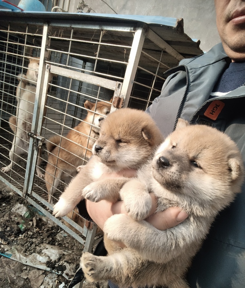 柴犬小体豆柴，成年后10多斤，看清楚是小体的，不是大体的