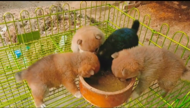 柴犬小体豆柴，成年后10多斤，看清楚是小体的，不是大体的