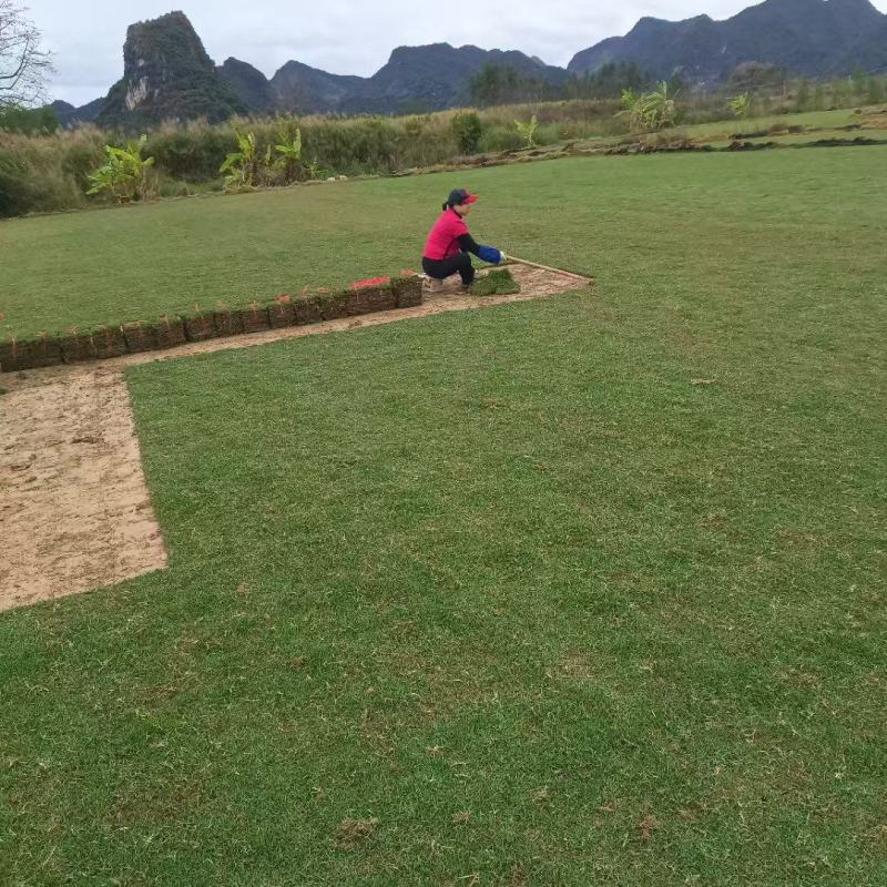 马尼拉草皮