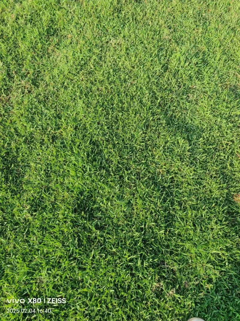 马尼拉草皮