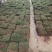 马尼拉草皮