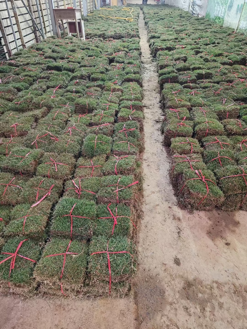 马尼拉草皮