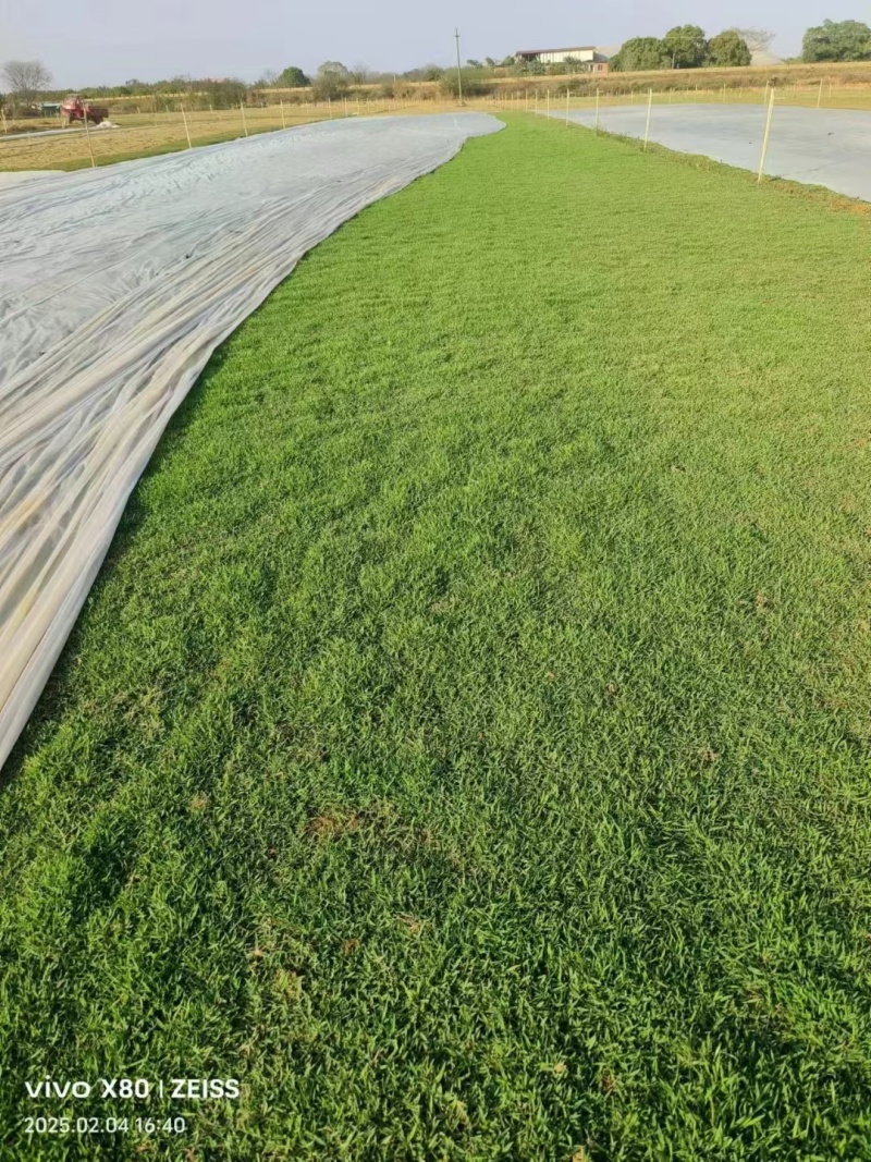 马尼拉草皮