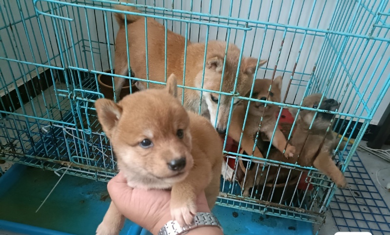 小体豆柴，成年后10来斤