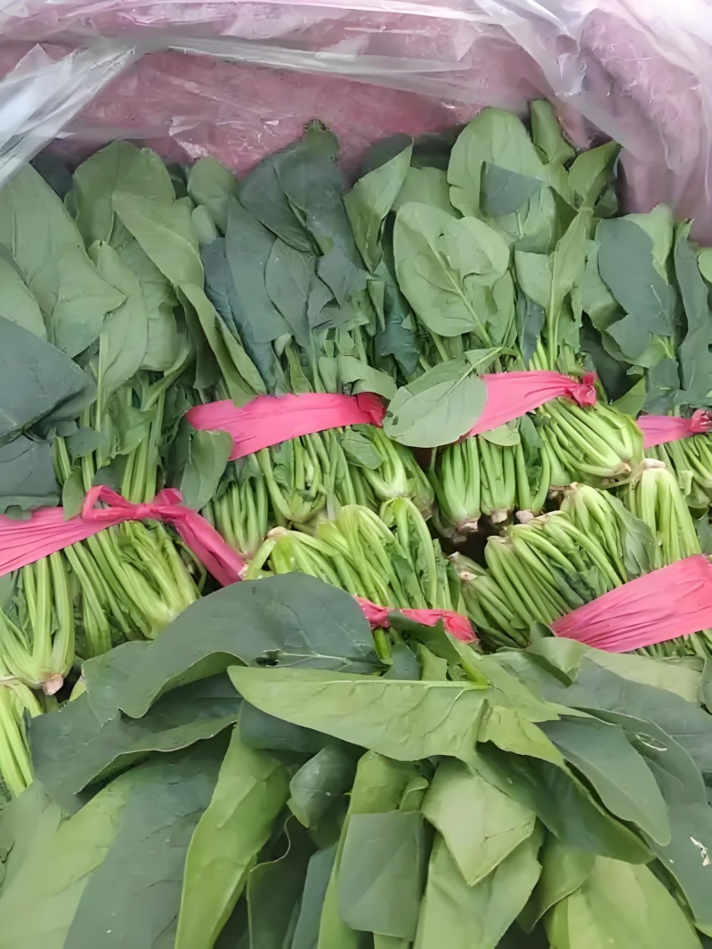 山东省聊城市东昌府区沙镇菠菜产地直供一手货源大量有货