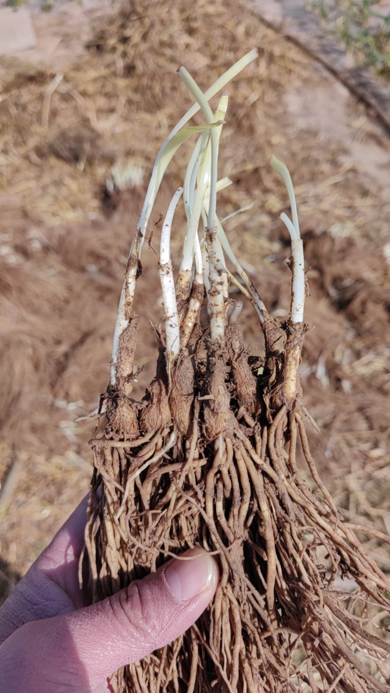 韭菜苗大量供应电商韭菜根产地直销量大质优欢迎咨询采购