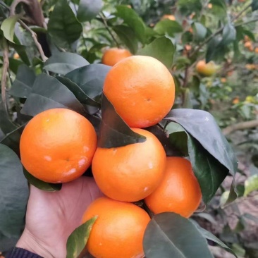 沃柑