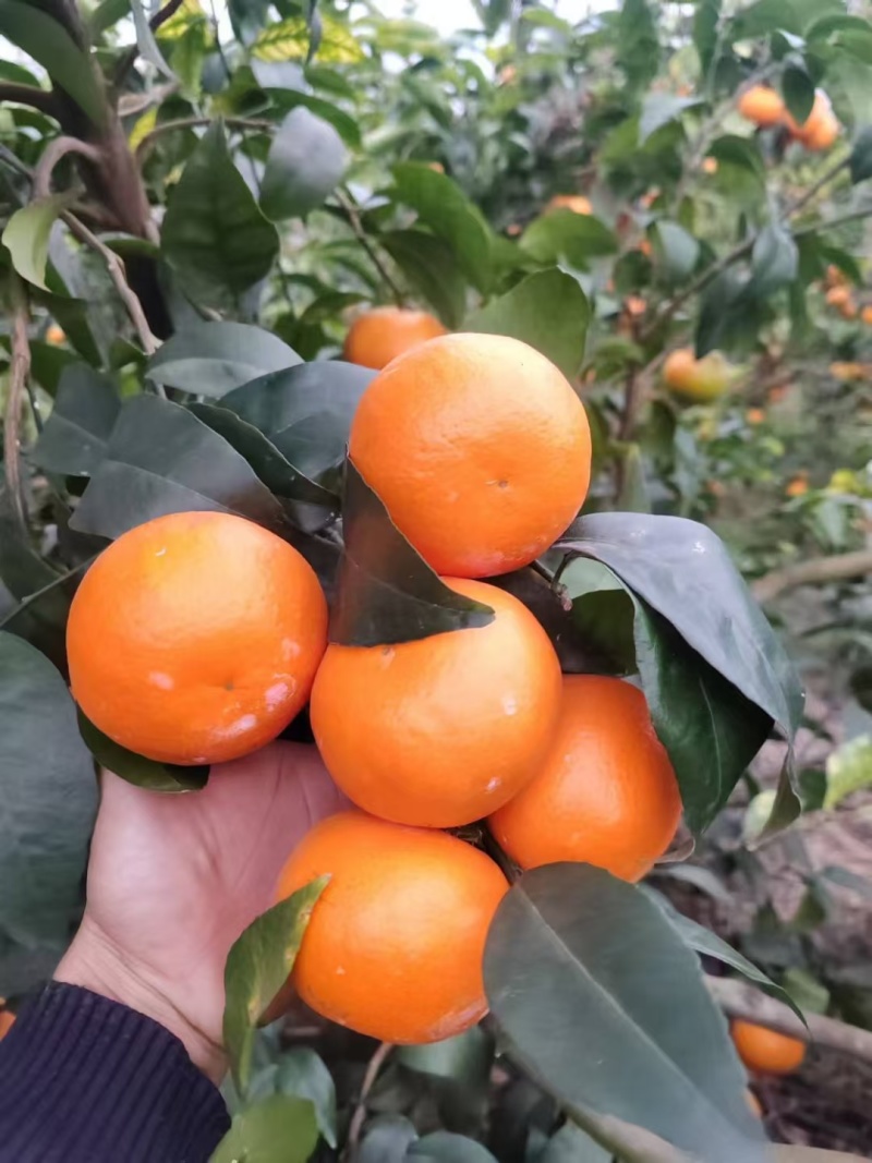 沃柑