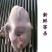 广东清远黑棕鹅