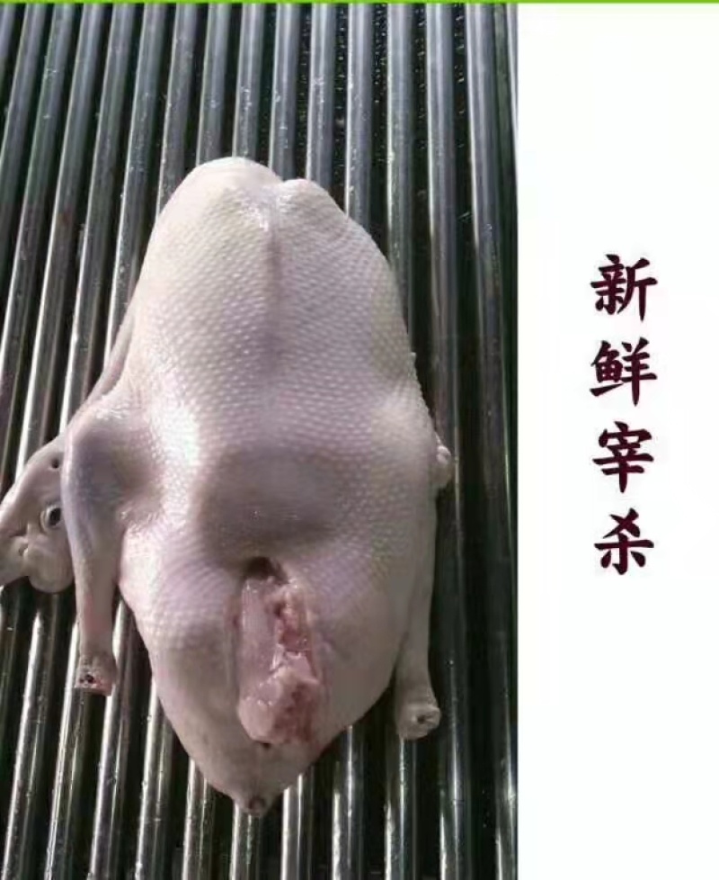 广东清远黑棕鹅