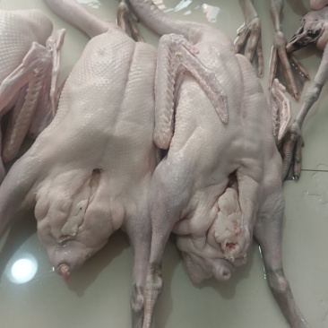 广东清远黑棕鹅