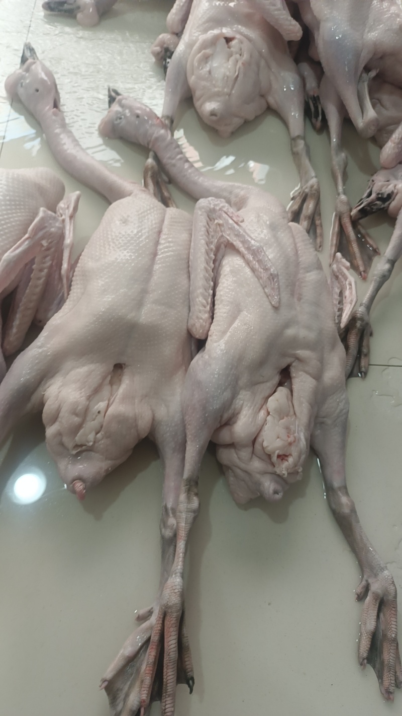 广东清远黑棕鹅
