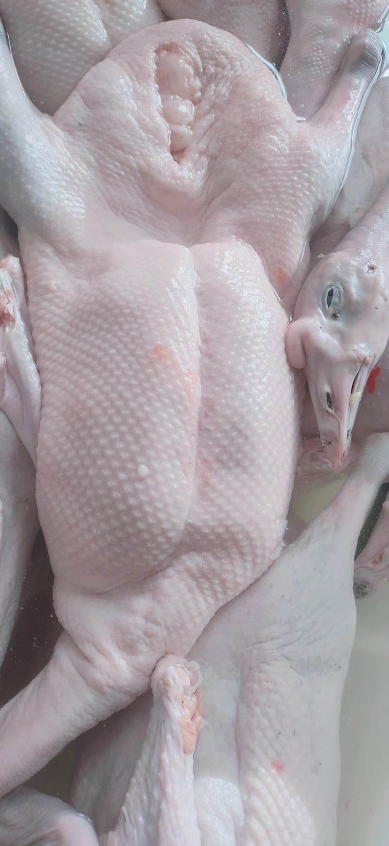 广东清远黑棕鹅