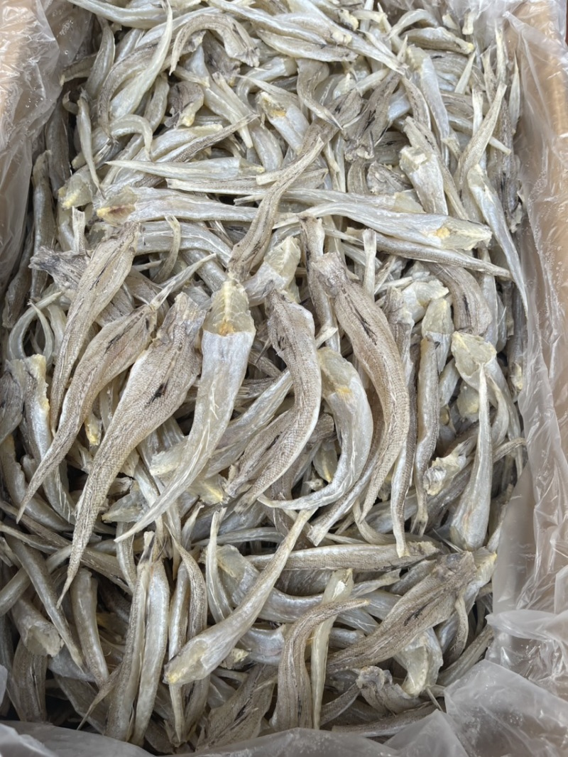 沙丁鱼现货