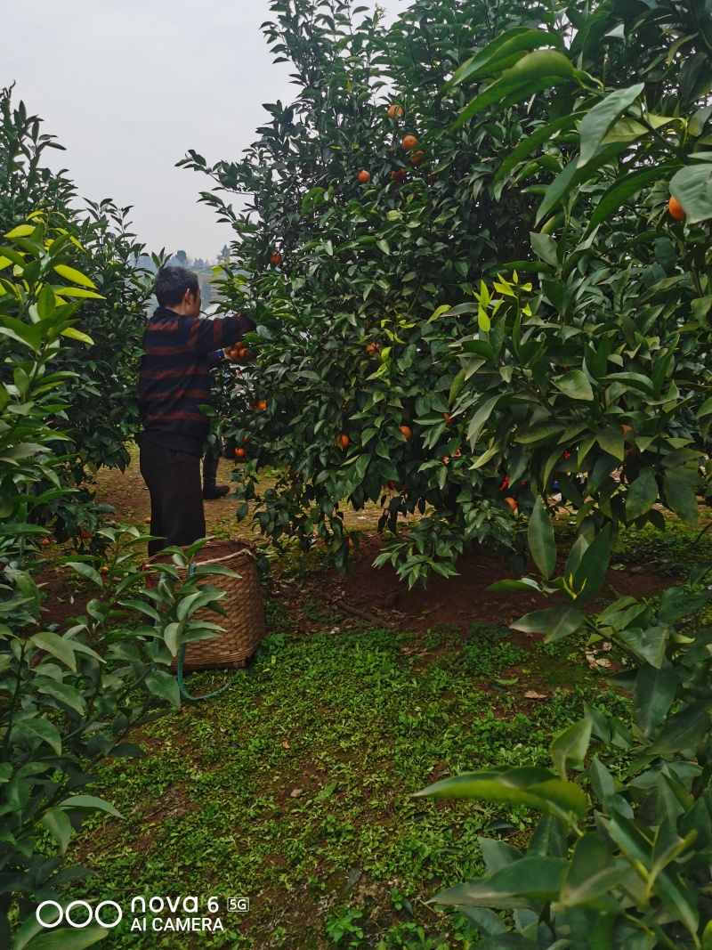 沃柑大量热卖
