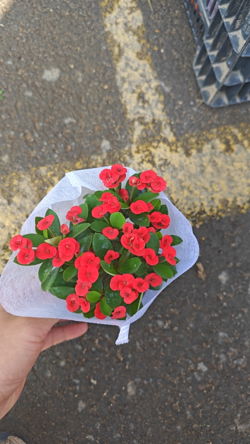 虎刺梅