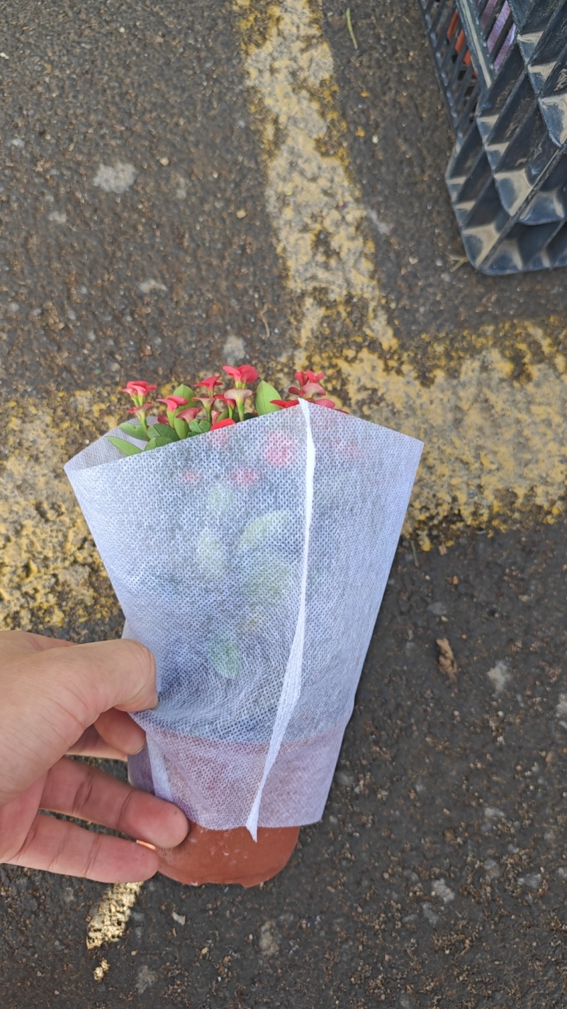 虎刺梅
