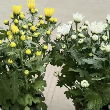 菊花盆栽带花苞发货菊花鲜花清明节专用黄白菊花盆栽
