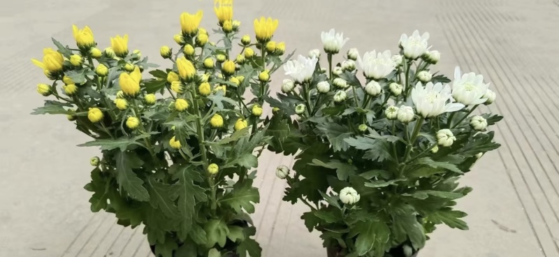 菊花盆栽带花苞发货菊花鲜花清明节专用黄白菊花盆栽