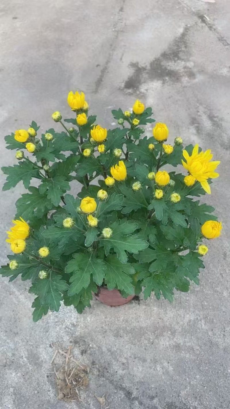 菊花盆栽带花苞发货菊花鲜花清明节专用黄白菊花盆栽
