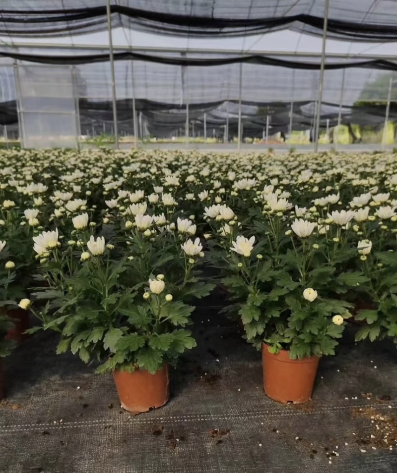 菊花盆栽带花苞发货菊花鲜花清明节专用黄白菊花盆栽