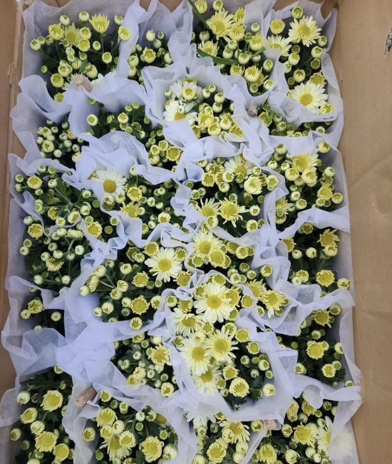 菊花盆栽带花苞发货菊花鲜花清明节专用黄白菊花盆栽