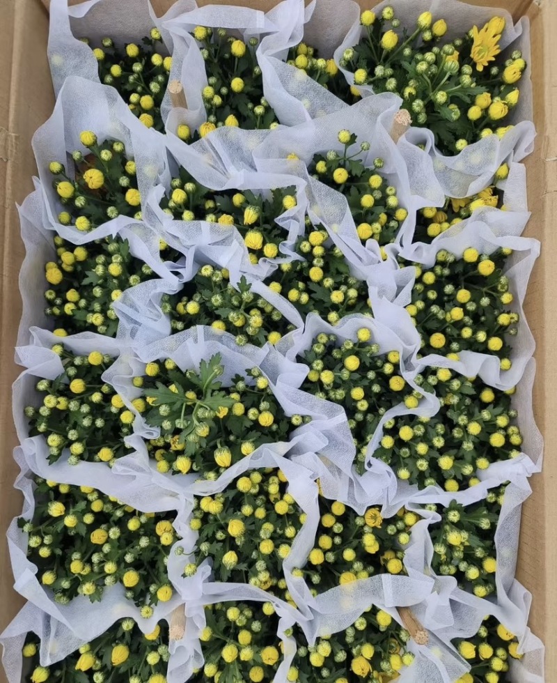 菊花盆栽带花苞发货菊花鲜花清明节专用黄白菊花盆栽