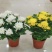菊花盆栽带花苞发货菊花鲜花清明节专用黄白菊花盆栽