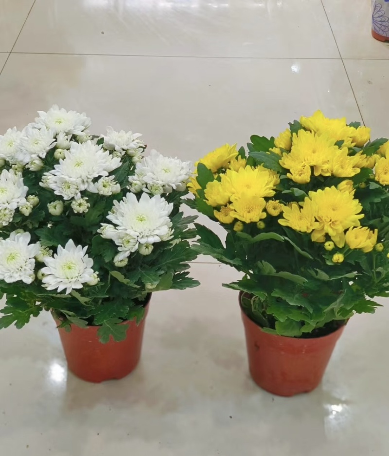 菊花盆栽带花苞发货菊花鲜花清明节专用黄白菊花盆栽
