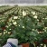 菊花盆栽带花苞发货菊花鲜花清明节专用黄白菊花盆栽