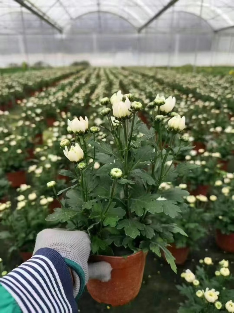菊花盆栽带花苞发货菊花鲜花清明节专用黄白菊花盆栽